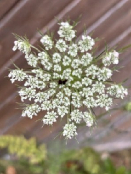Daucus carota 1